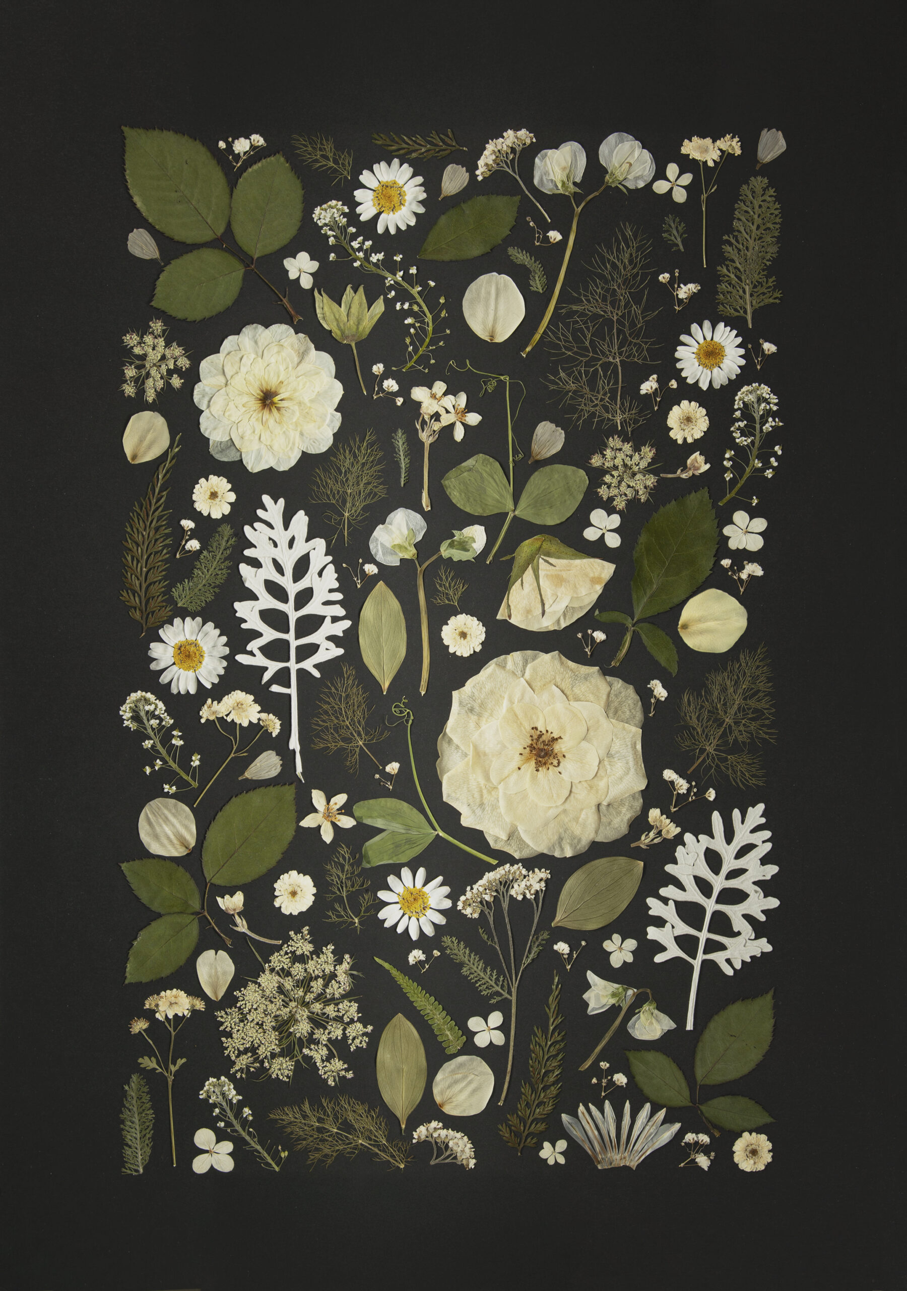 Framed fine art print of white and green pressed flowers arranged against a black background