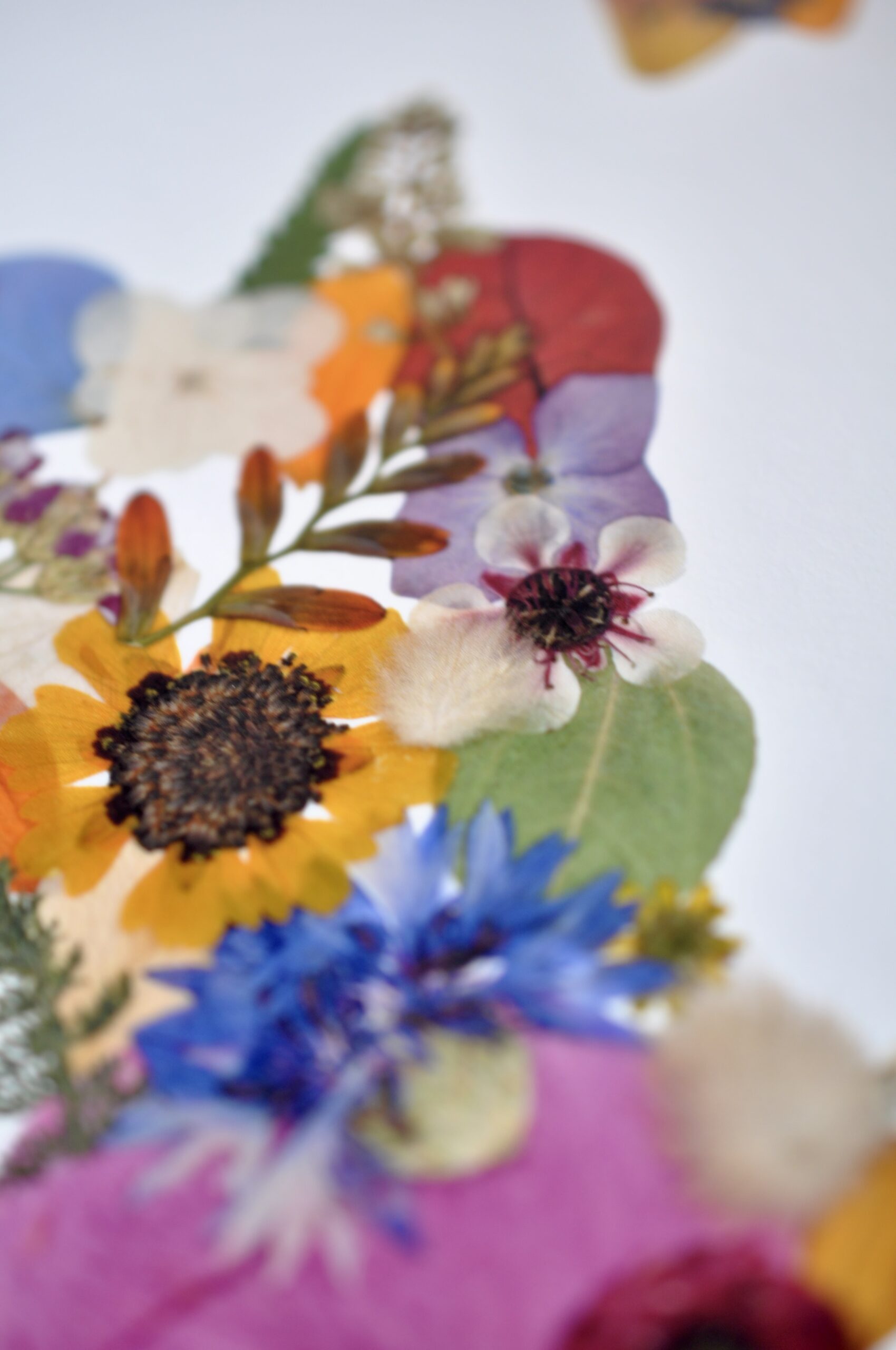 Close Up of NZ out of real pressed flowers