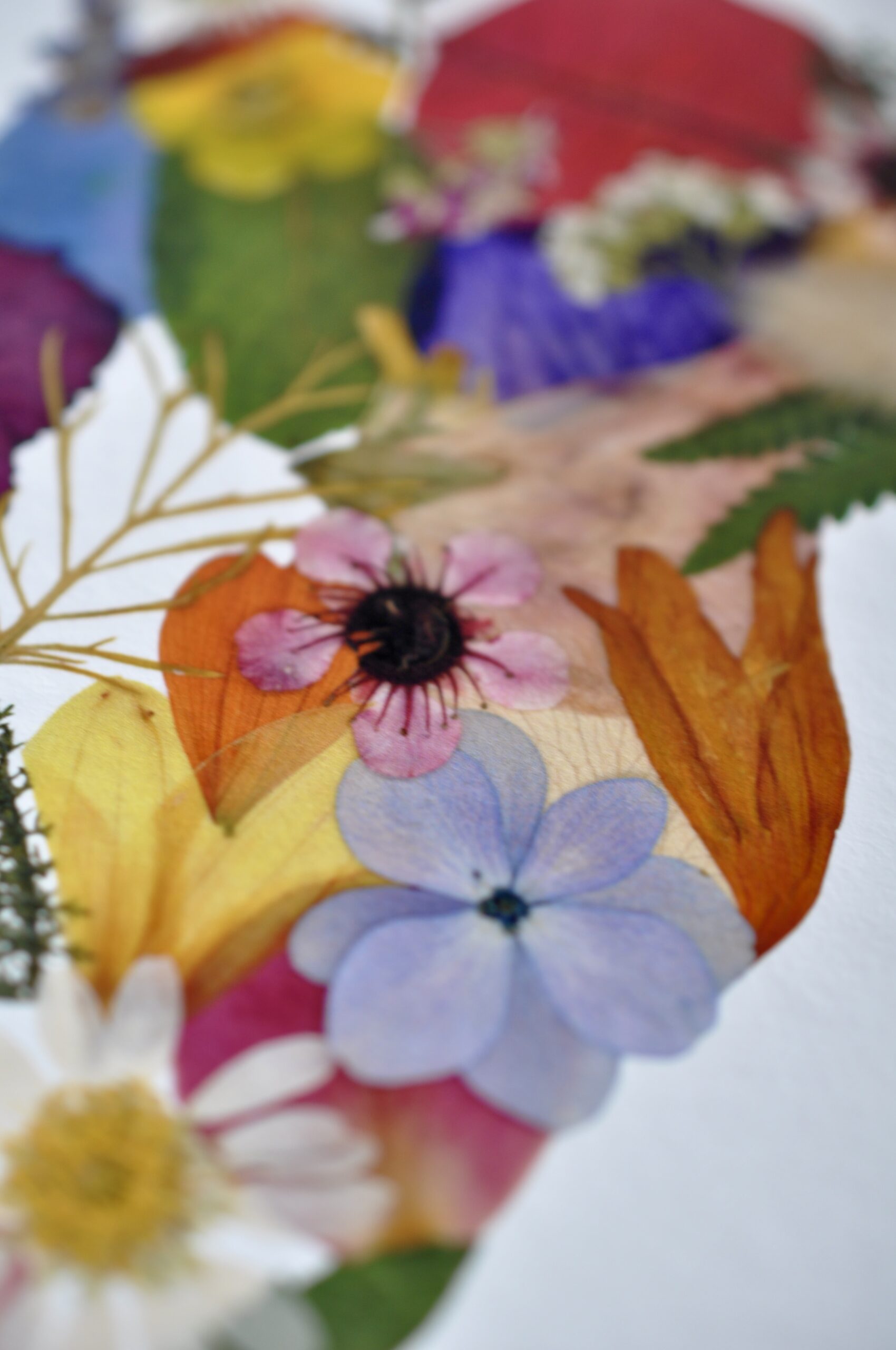 Fine Art Print of NZ Map out of pressed flowers. Vibrant artwork.