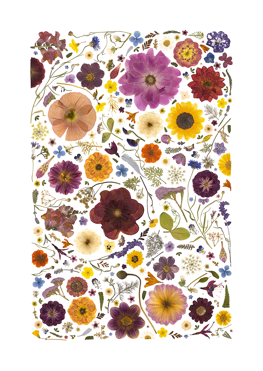 Botanical Fine Art Print