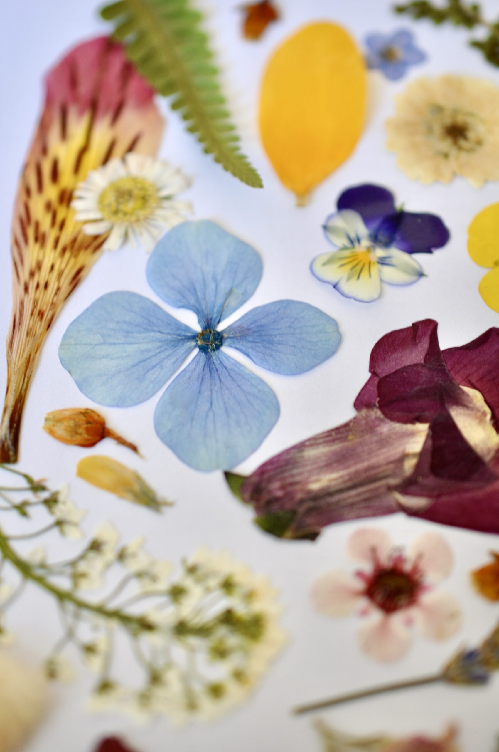 Colourful selection of real pressed flowers and foliage for crafting and creative design projects