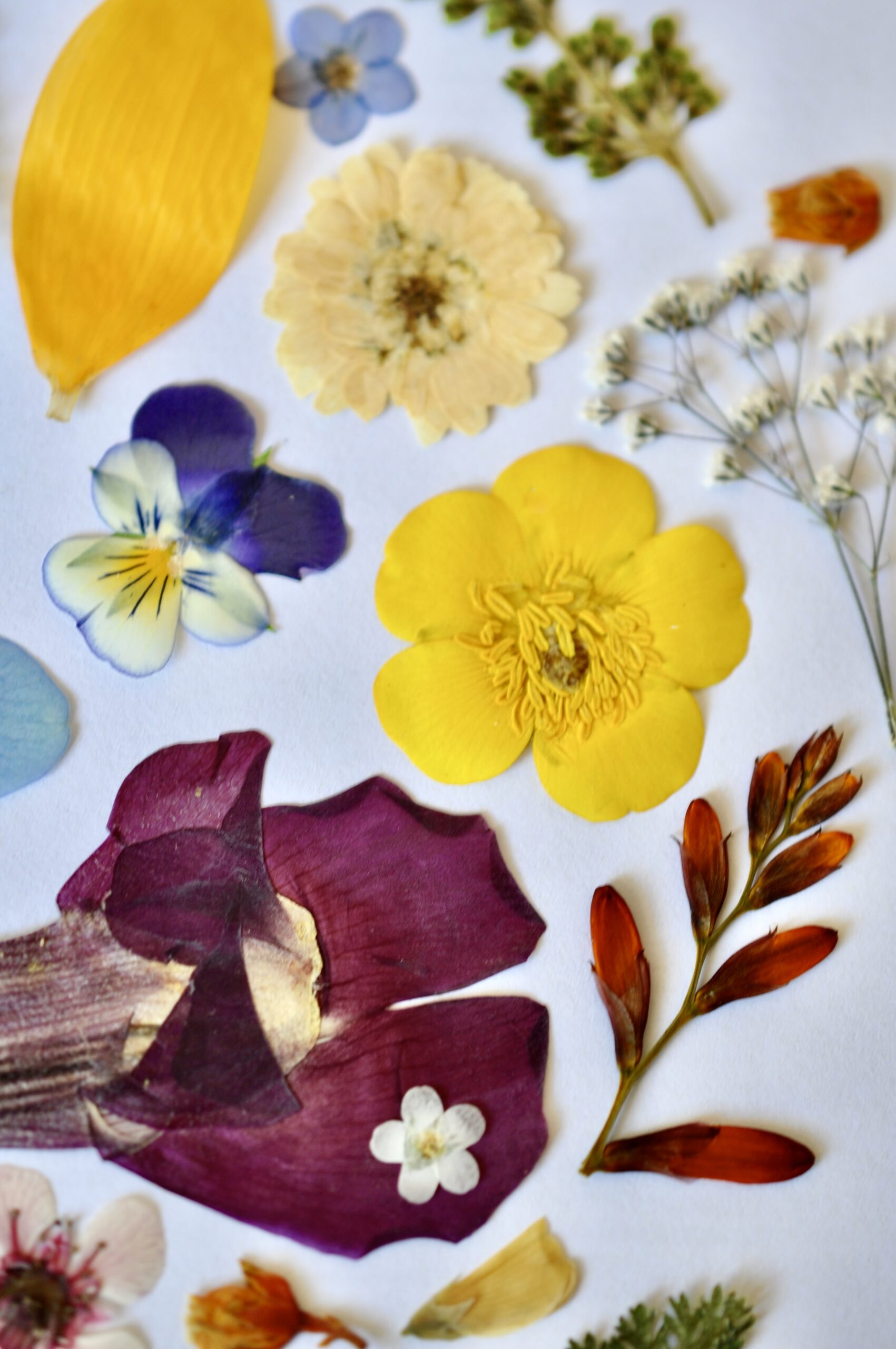 Assorted dried pressed flowers and leaves laid out for card making and DIY projects