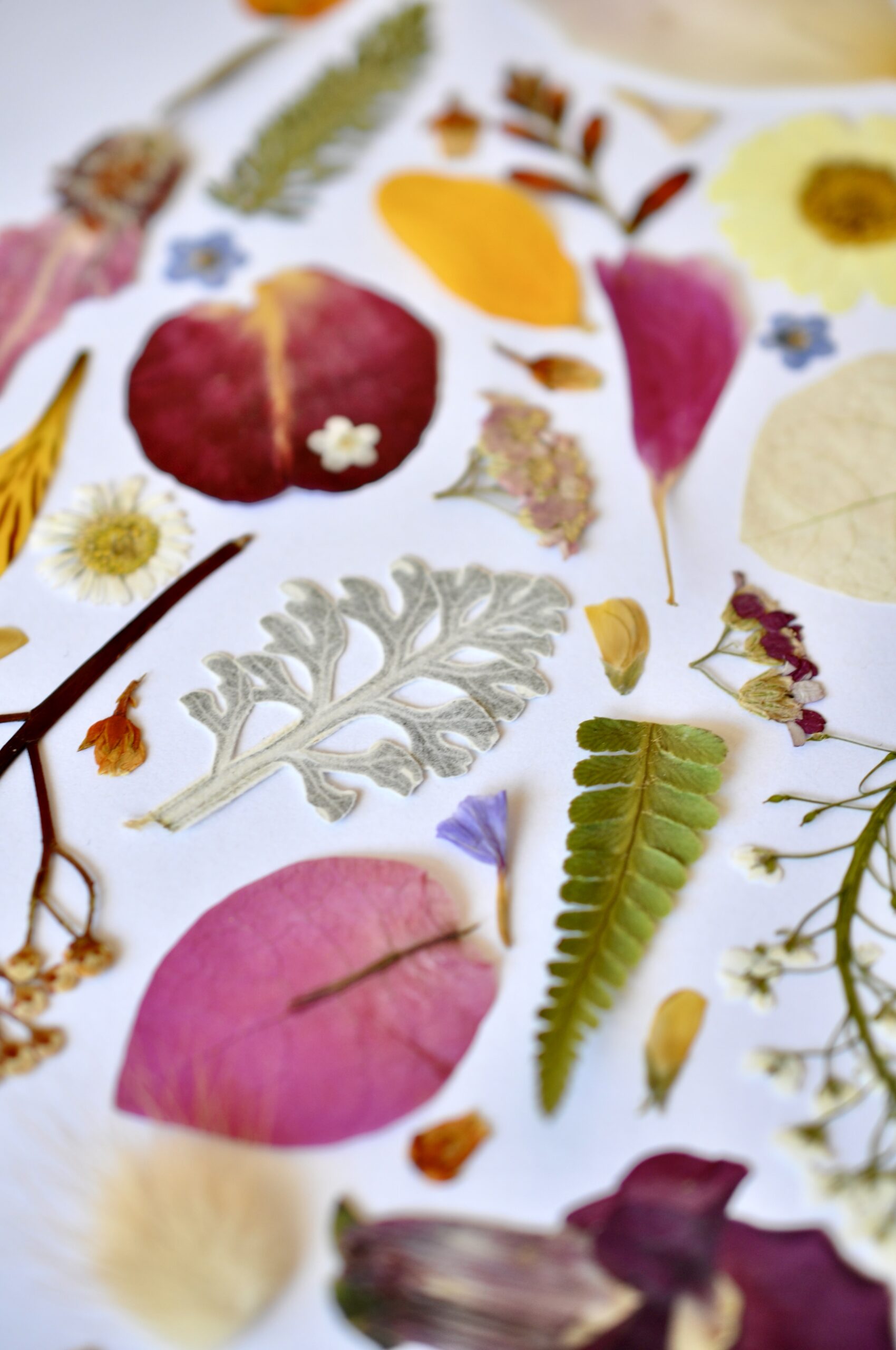 Handmade pressed flower kit featuring assorted botanical pieces for creative craft use