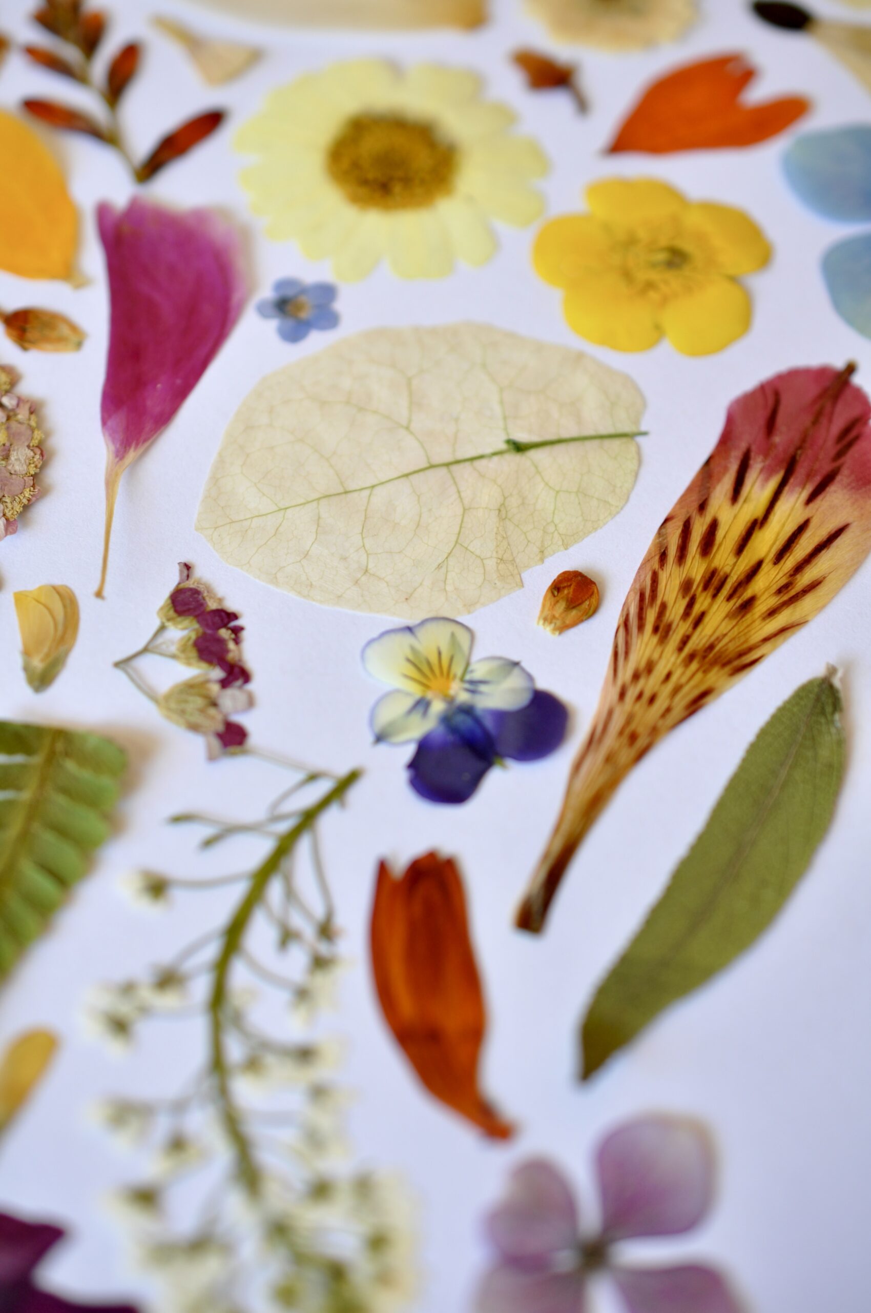 Pressed flower pack with mixed dried flowers and foliage arranged for DIY craft projects