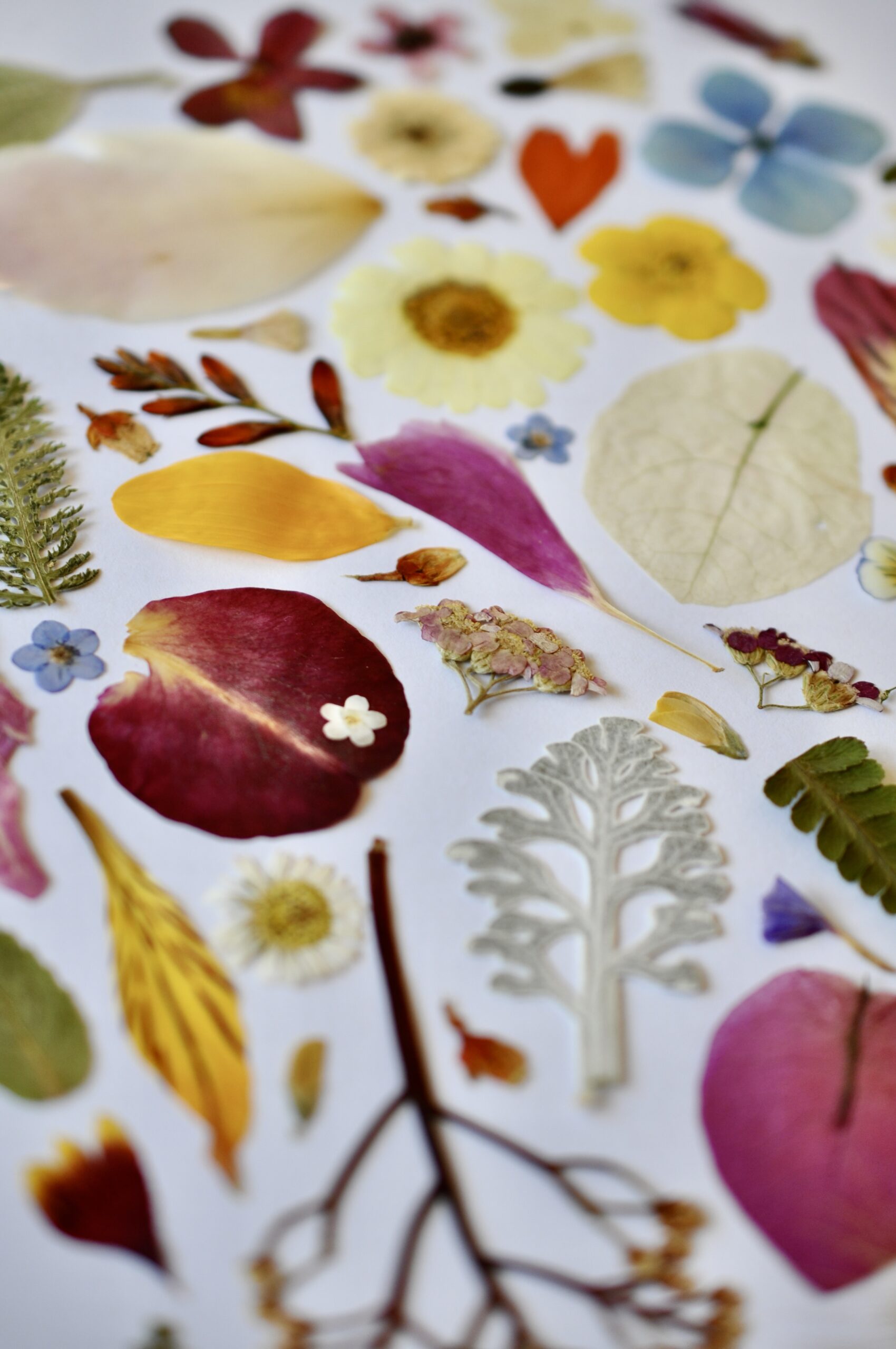 Close-up of real pressed flowers in a curated selection for resin art and scrapbooking