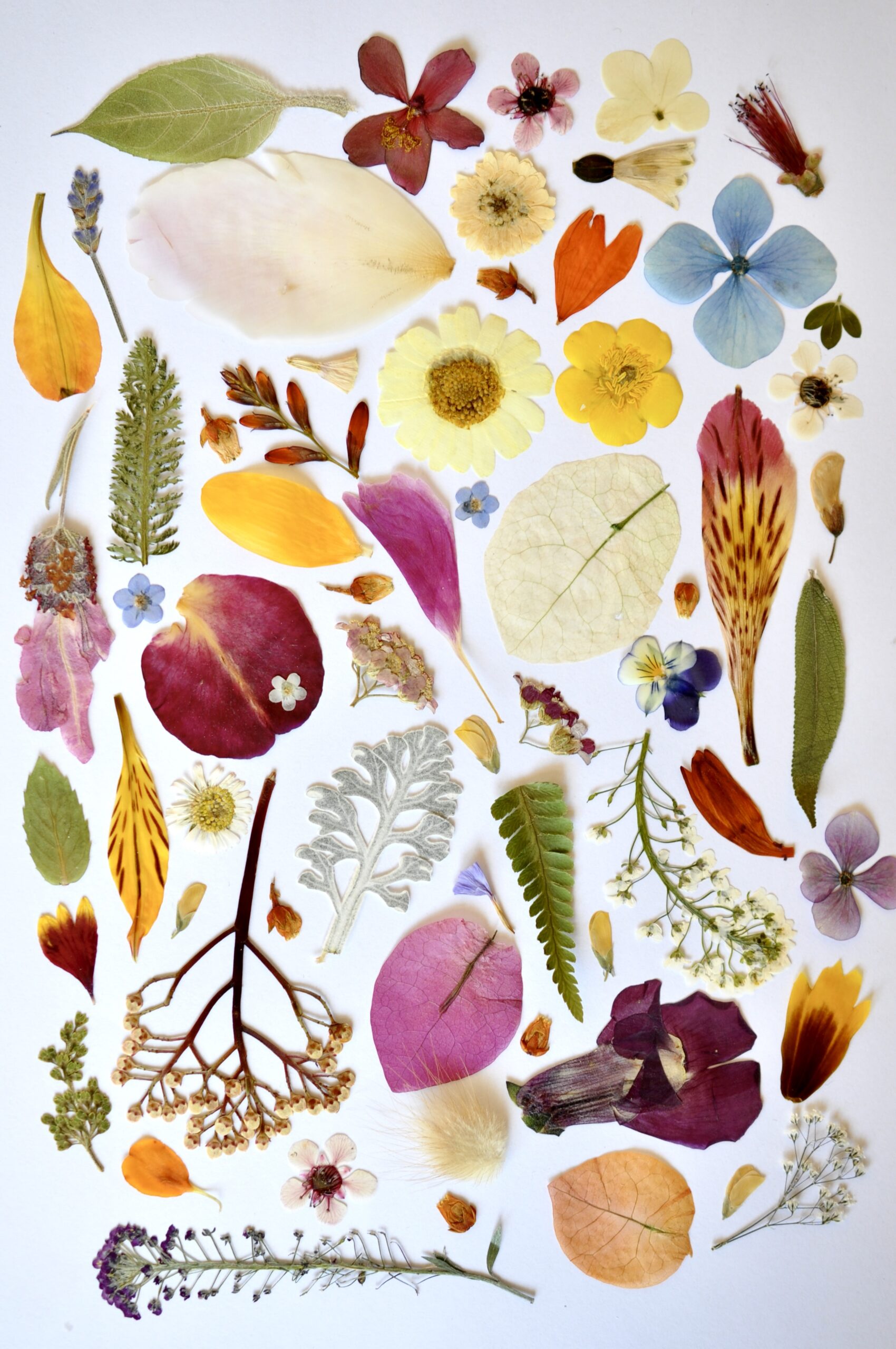 50 Pressed Flowers perfect for DIY Crafts
